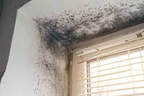 Affordable Black Mold Remediation solutions in Carlisle, MA
